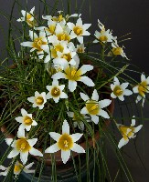 Romulea bulbocodium leichtlinii
